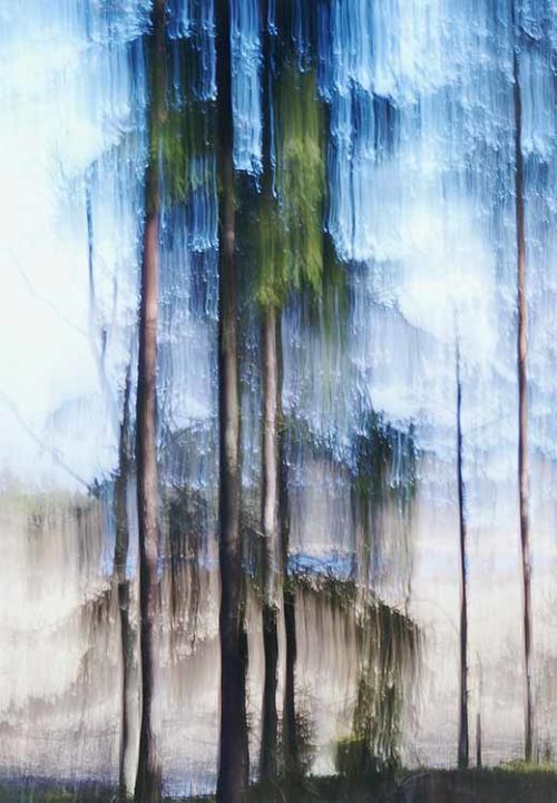 Crying Pine Tree 2 - Jacob Berghoef Crying Pine Tree 2 - Jacob Berghoef