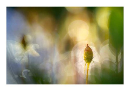 Candy Nature - John Colbensen Candy Nature - John Colbensen