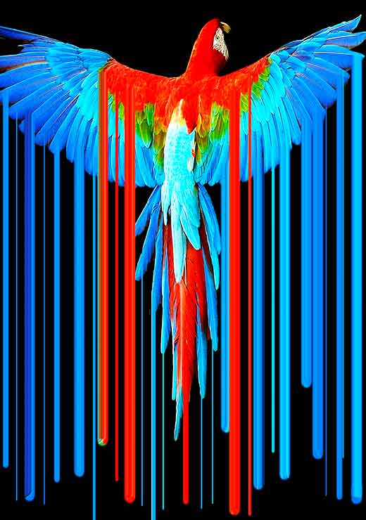 Parrot - Tony Rubino Parrot - Tony Rubino