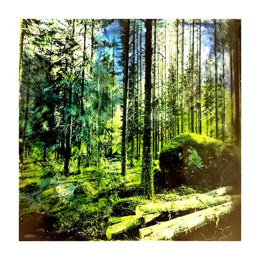 Forest 1 - Teppo Korte Forest 1 - Teppo Korte