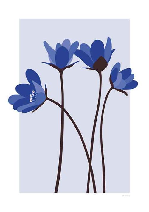 Hepatica Flowers - Stine Rødseth Hepatica Flowers - Stine Rødseth