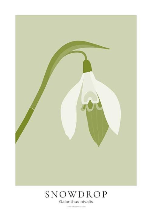 Snowdrop Flower - Stine Rødseth Snowdrop Flower - Stine Rødseth