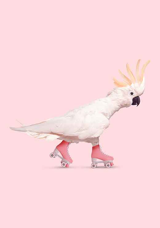 Rollerskating Cockatoo - Jonas Loose Rollerskating Cockatoo - Jonas Loose