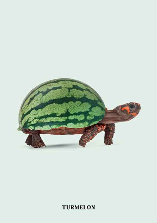 Turmelon - Jonas Loose Turmelon - Jonas Loose