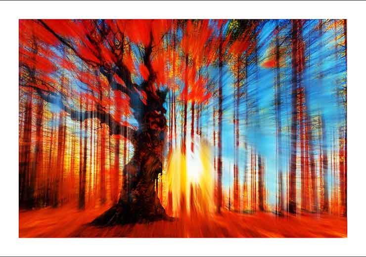 Trees Maria - Tony Rubino Trees Maria - Tony Rubino