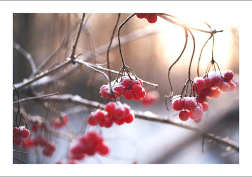 Winterberry Winterberry