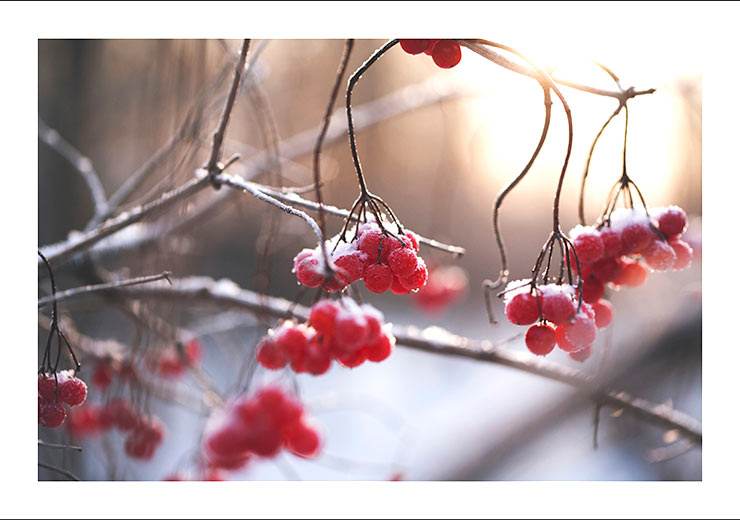 Winterberry Winterberry