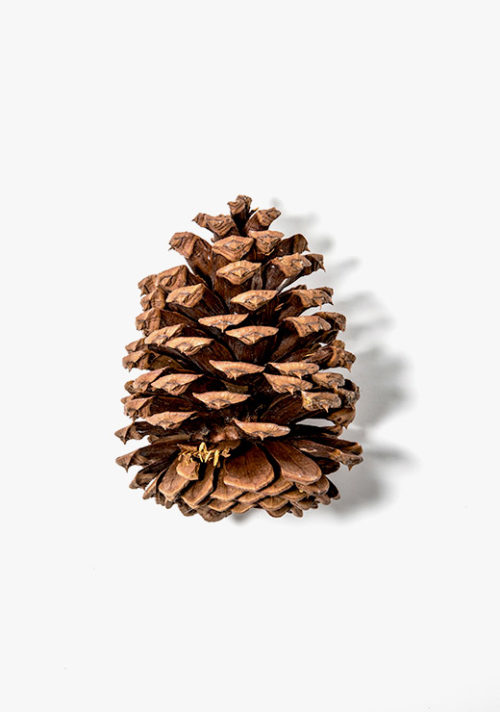 Pinecone Pinecone