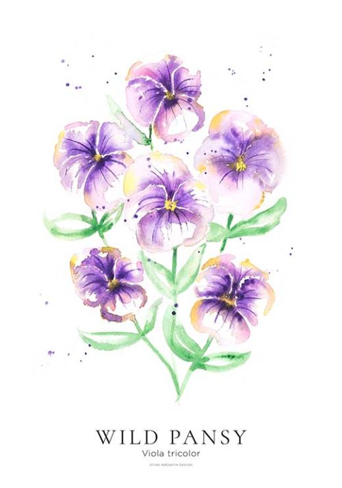 Wild Pansy - Stine Rødseth Wild Pansy - Stine Rødseth