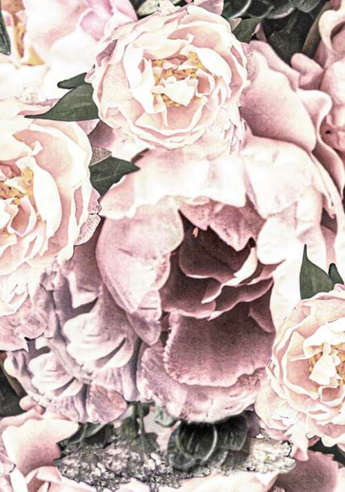 Peonies - Eva Söderberg Peonies - Eva Söderberg