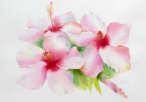 Chinese Rose - Natalia Galnbek Chinese Rose - Natalia Galnbek