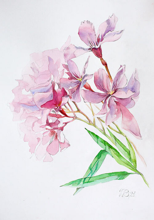 Oleander From Portugal - Natalia Galnbek Oleander From Portugal - Natalia Galnbek