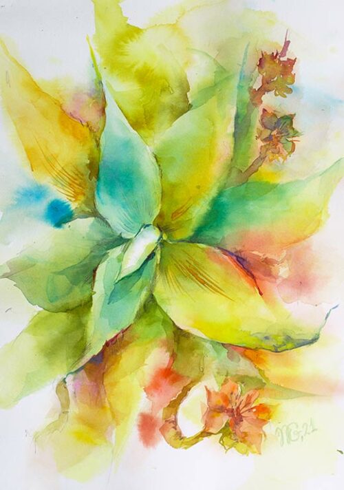 Succulent From Portugal - Natalia Galnbek Succulent From Portugal - Natalia Galnbek