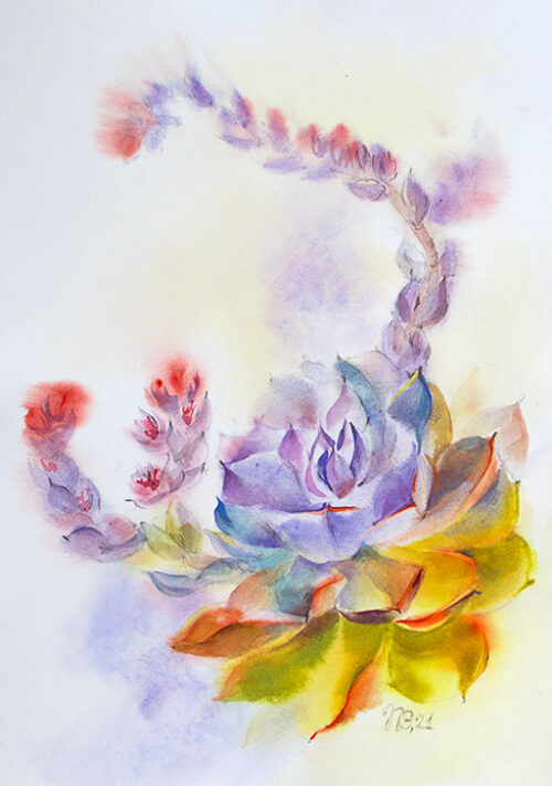 Succulent From Albufeira - Natalia Galnbek Succulent From Albufeira - Natalia Galnbek