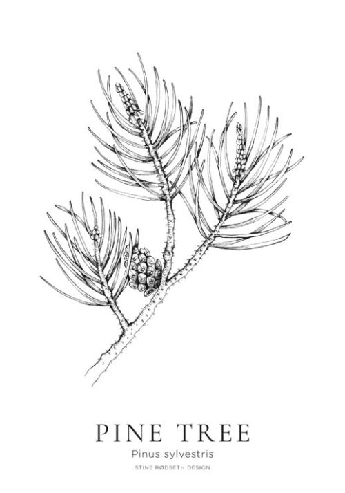 Pine Tree - Stine Rødseth Pine Tree - Stine Rødseth