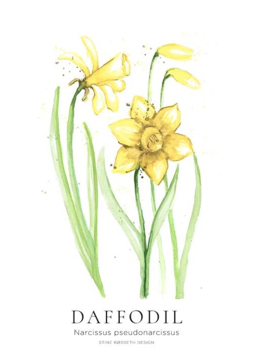 Daffodil - Stine Rødseth Daffodil - Stine Rødseth