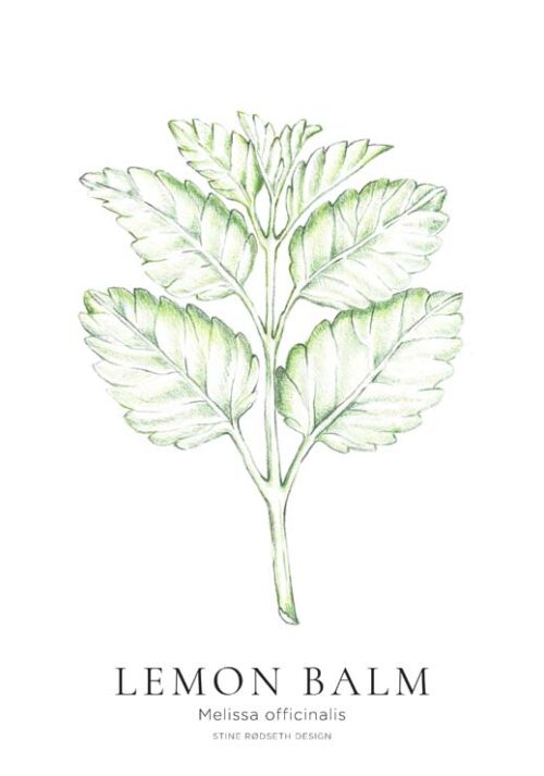 Lemon Balm - Stine Rødseth Lemon Balm - Stine Rødseth