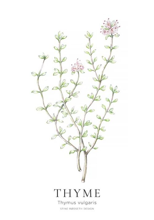 Thyme - Stine Rødseth Thyme - Stine Rødseth