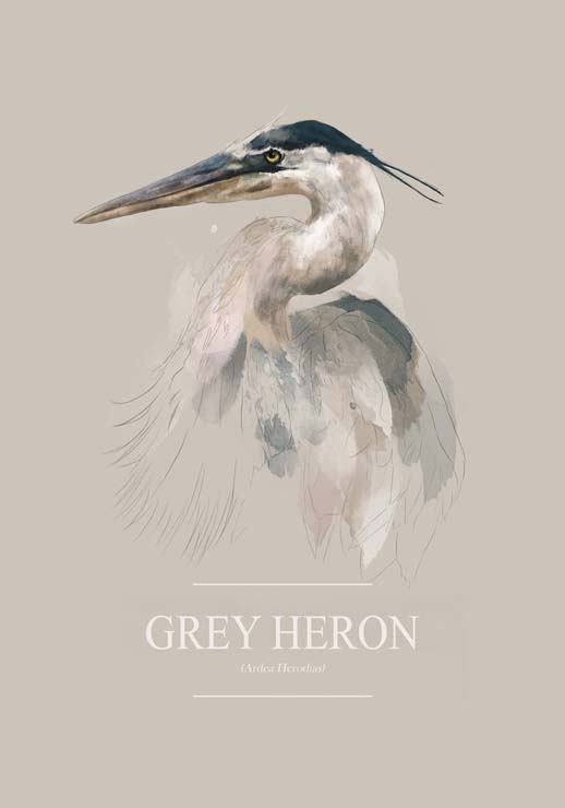 Grey Heron - Gabriella Roberg Grey Heron - Gabriella Roberg