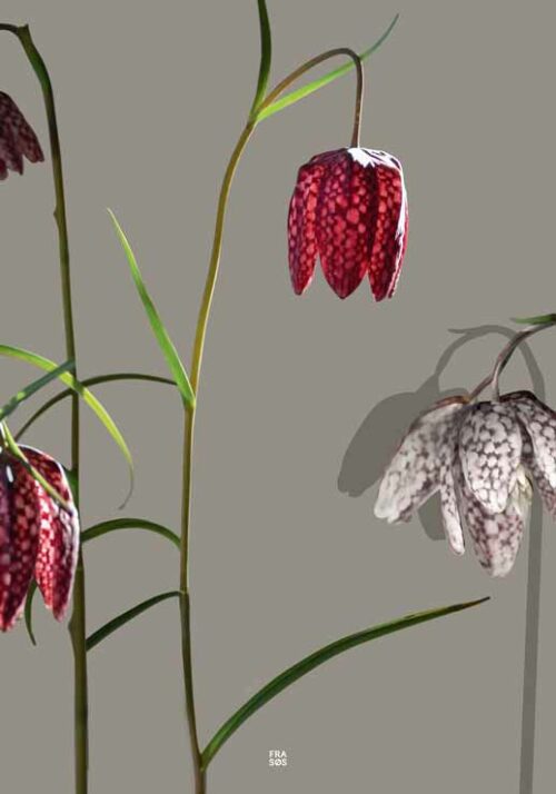 Fritillary - FRA SØS Fritillary - FRA SØS