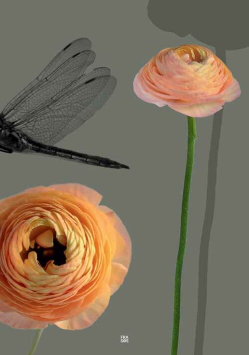 Ranunculus - FRA SØS Ranunculus - FRA SØS