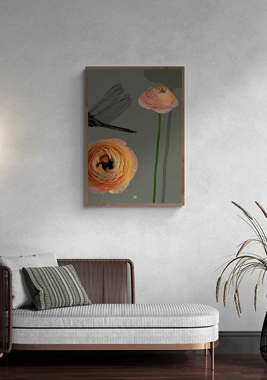 Ranunculus - FRA SØS Ranunculus - FRA SØS