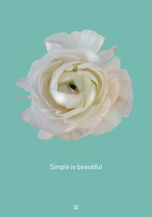 Ranunculus Simple Is Beautiful - FRA SØS Ranunculus Simple Is Beautiful - FRA SØS