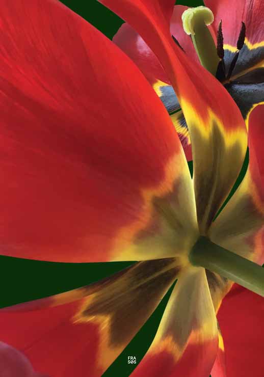 Red Tulip Unfold - FRA SØS Red Tulip Unfold - FRA SØS