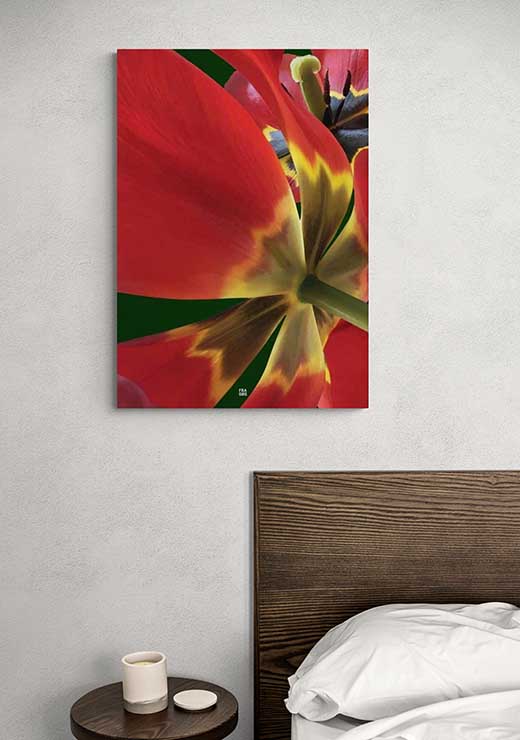 Red Tulip Unfold - FRA SØS Red Tulip Unfold - FRA SØS