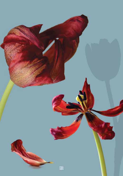 Red Tulip Wither - FRA SØS Red Tulip Wither - FRA SØS
