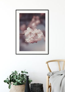 Pink Flowers