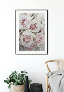 Roses Roses