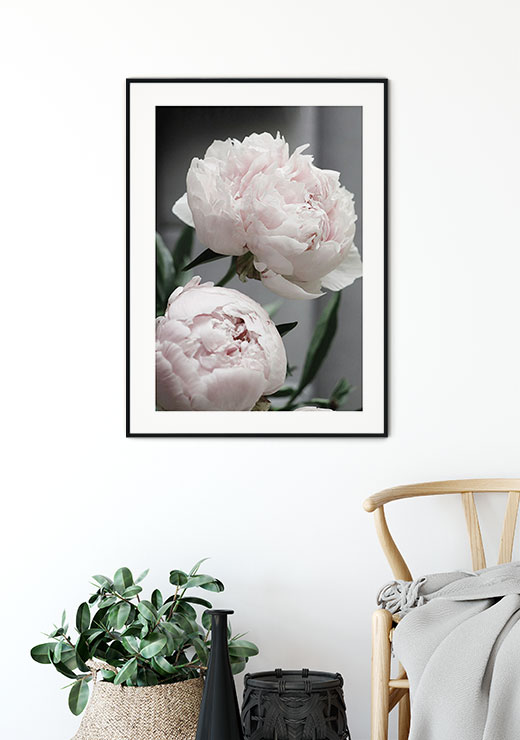 Peonies Peonies