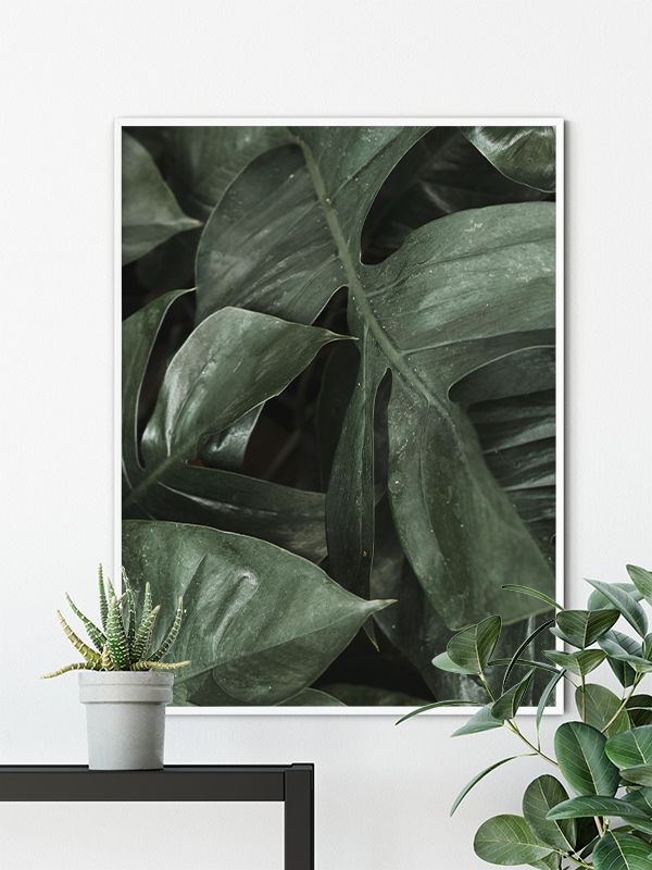 Big Monstera Big Monstera