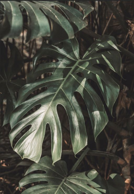 Big Monstera Big Monstera