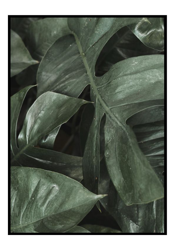 Big Monstera Big Monstera