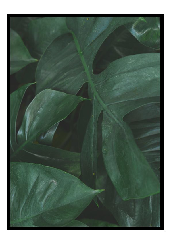Big Monstera Big Monstera