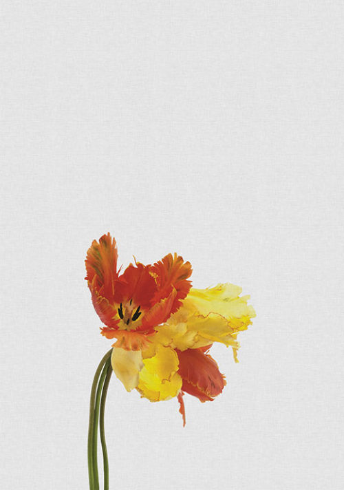 Tulip Still Life - Orara Studio Tulip Still Life - Orara Studio