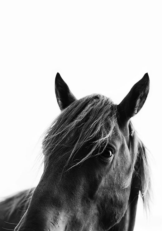 Black Beauty - Kubistika Black Beauty - Kubistika