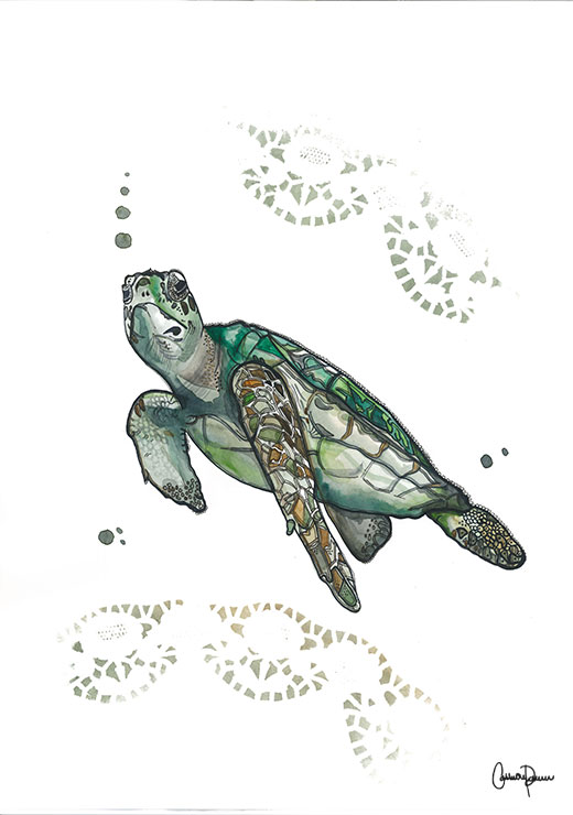 Francis Turtle - Cathrine Doreen Francis Turtle - Cathrine Doreen