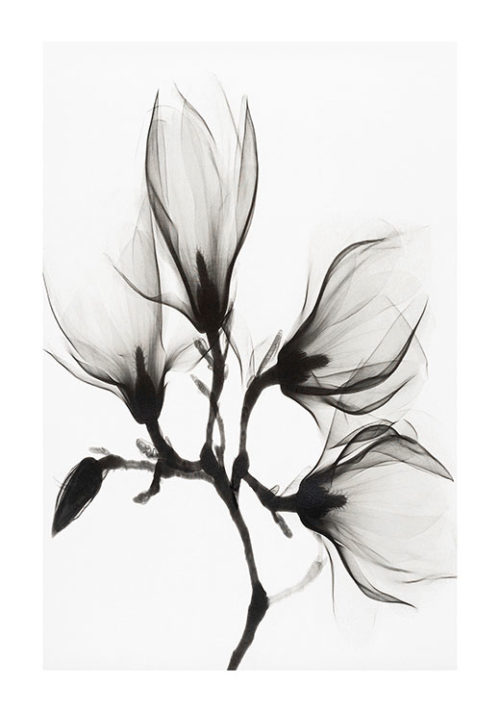 Magnolia - Kubistika Magnolia - Kubistika