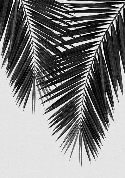 Palm Leaf Black and White 2 - Orara Studio Palm Leaf Black and White 2 - Orara Studio