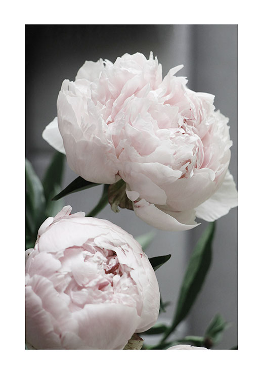 Peonies Peonies