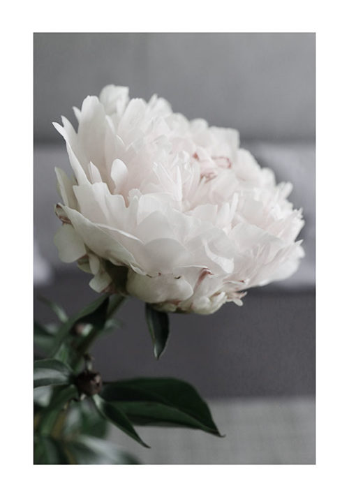 Peony Peony