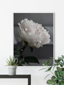 Peony Peony