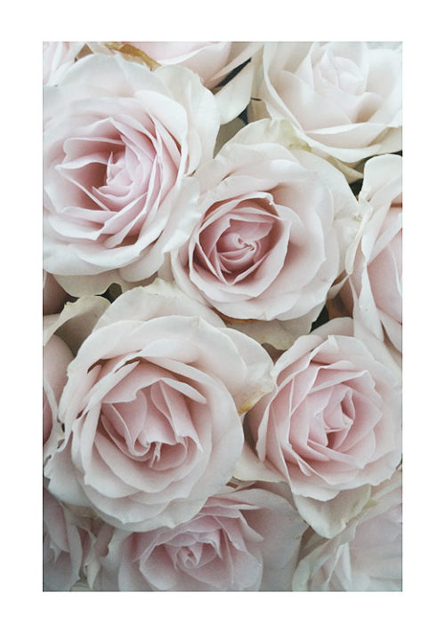 Roses Roses