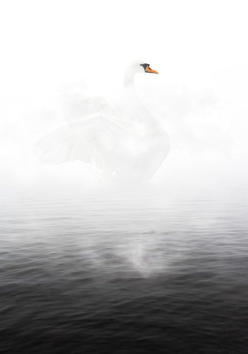 Swan - Sindre Stølen Swan - Sindre Stølen