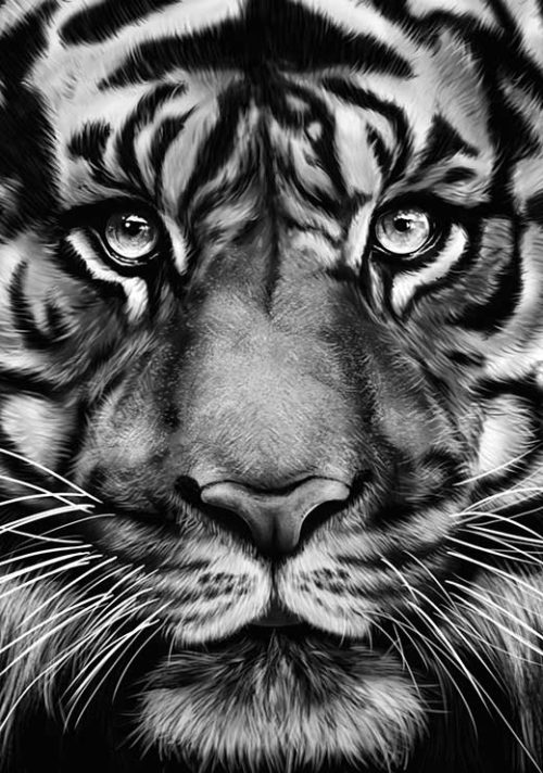 Tiger - Gabriella Roberg Tiger - Gabriella Roberg