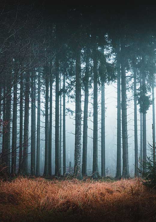 Mythical Forests of Scandinavia - Gustav Mørch Mythical Forests of Scandinavia - Gustav Mørch
