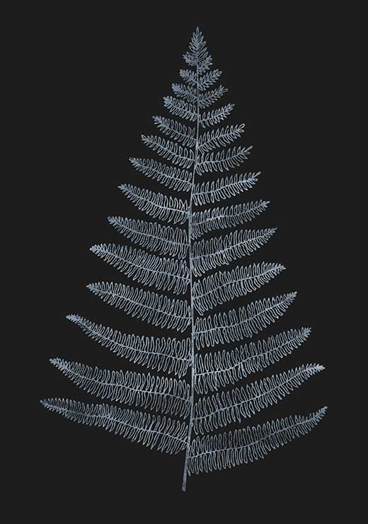 Botanica Minimalistica - Kubistika Botanica Minimalistica - Kubistika